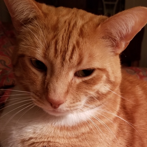 Meet your Posher, Susan - Picture 3 of 4